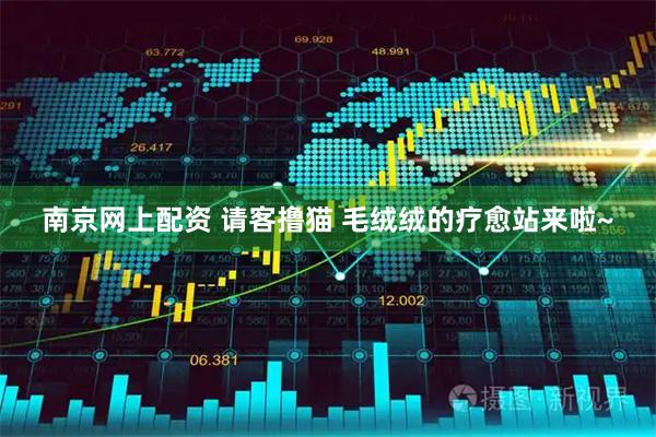 南京网上配资 请客撸猫 毛绒绒的疗愈站来啦~