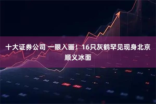 十大证券公司 一眼入画！16只灰鹤罕见现身北京顺义冰面
